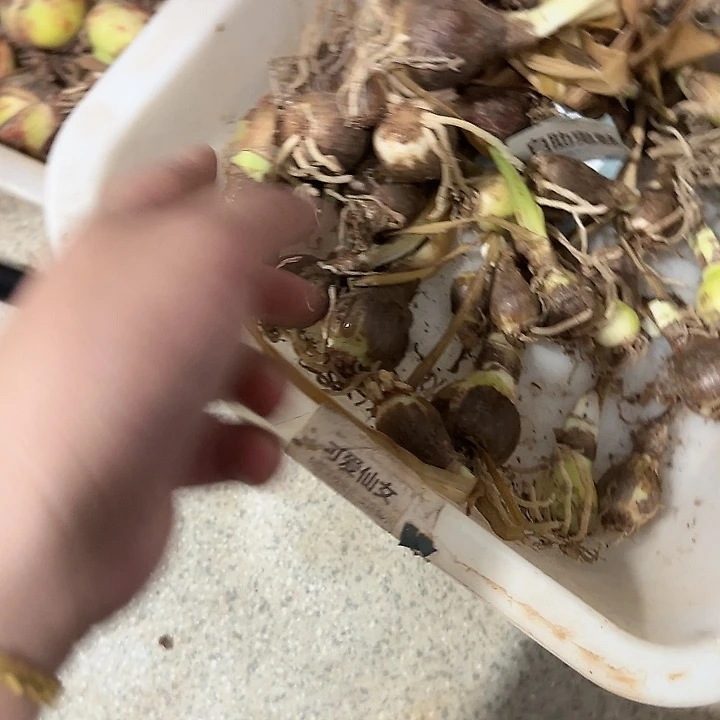 白勒鬼魅3球小小球自然球不包售后