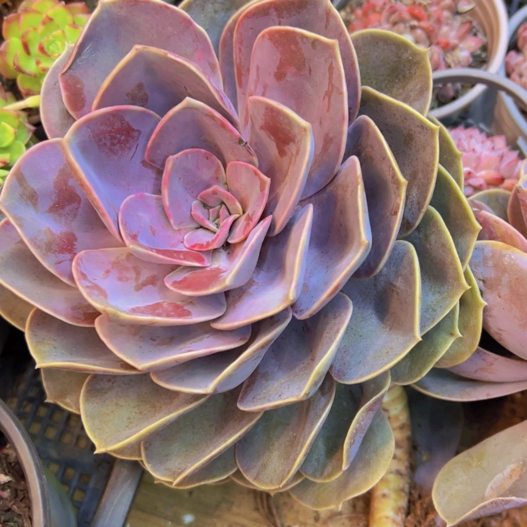 紫珍珠脱土裸根发货