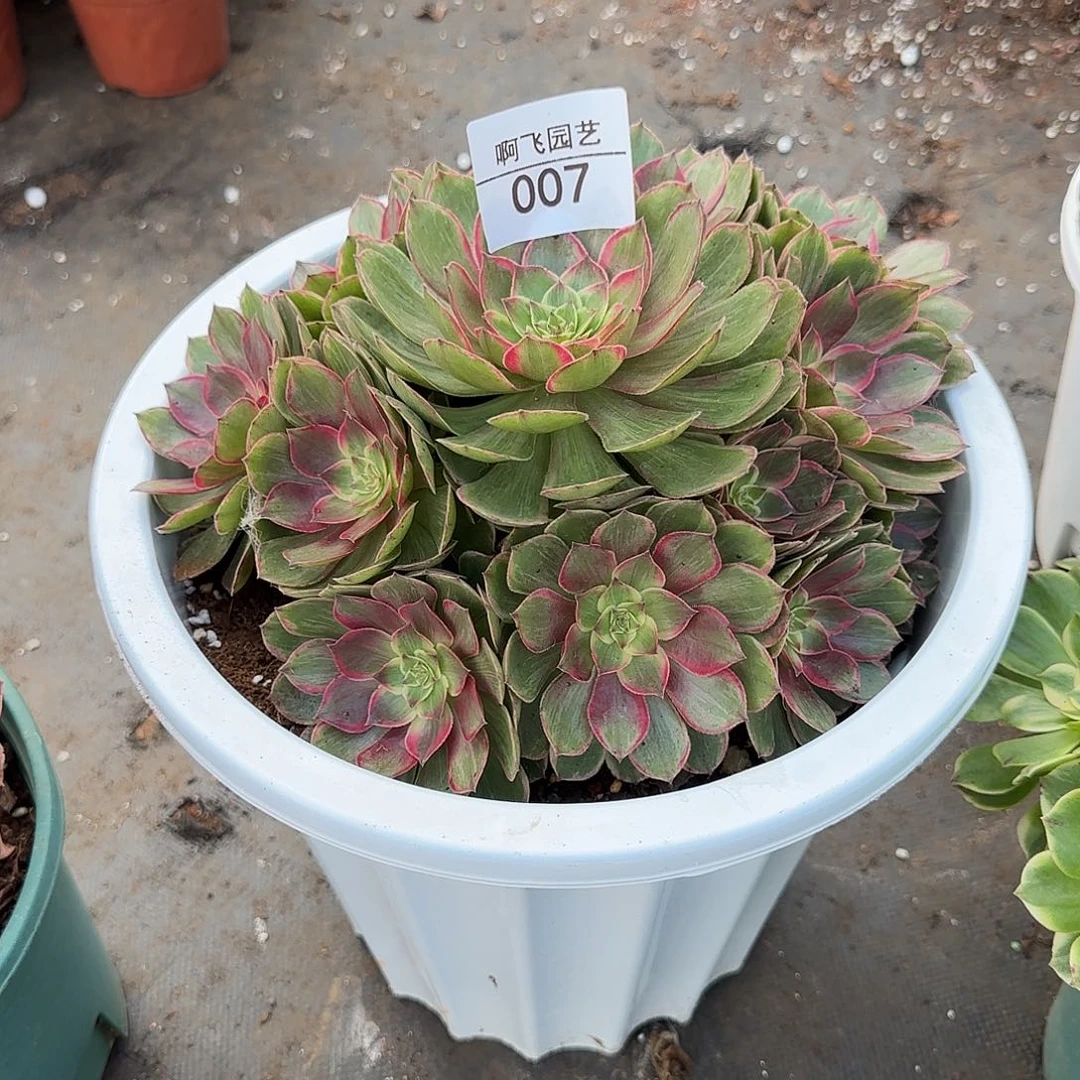 雨***虹8888寄养发货 雨后彩虹