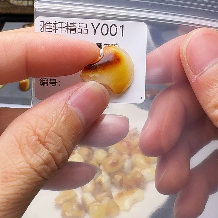 裸石琥珀未镶嵌琥珀