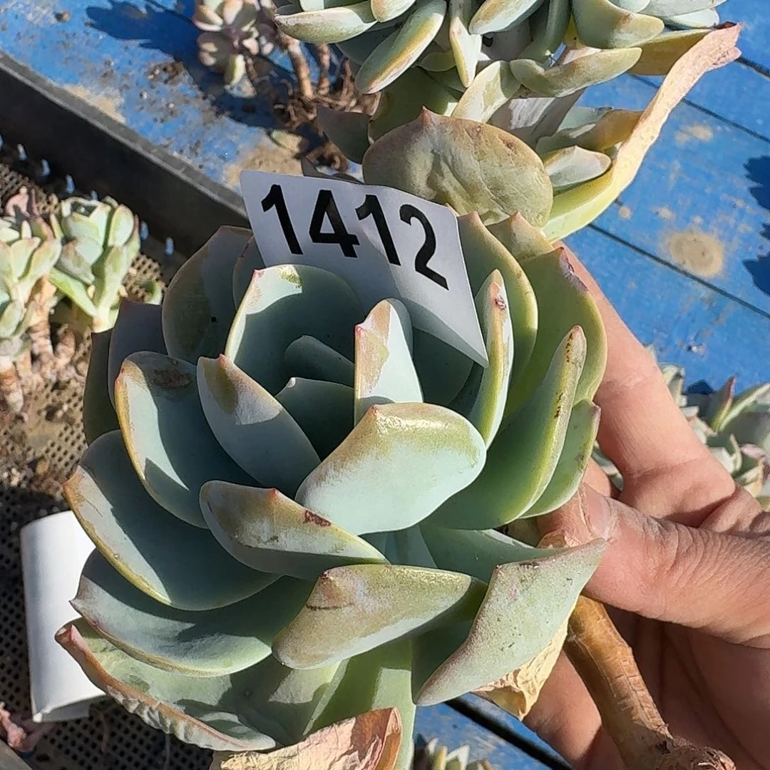 爱****）3616161661616111111