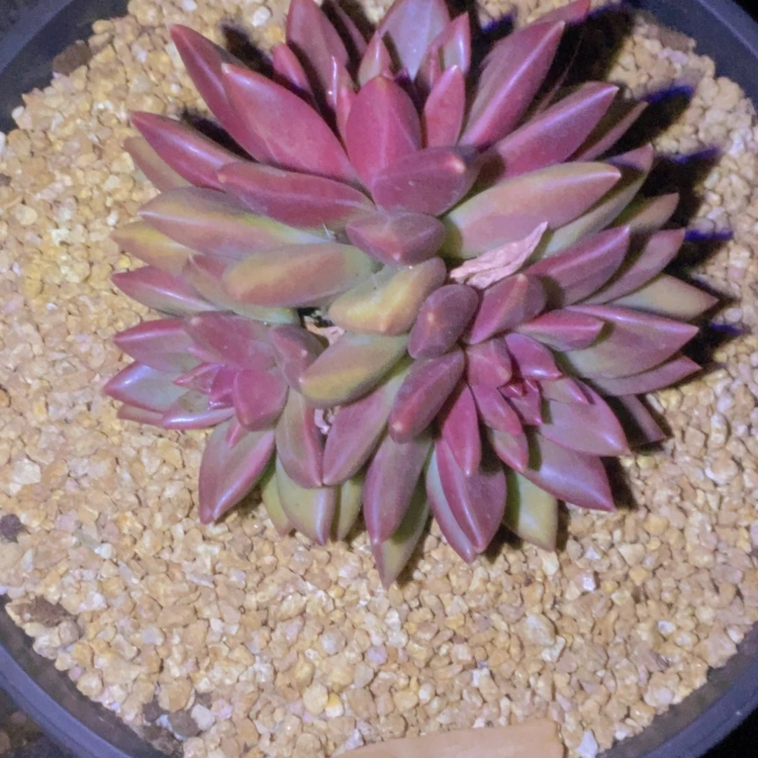 茹***魄惊心之作的创作风格