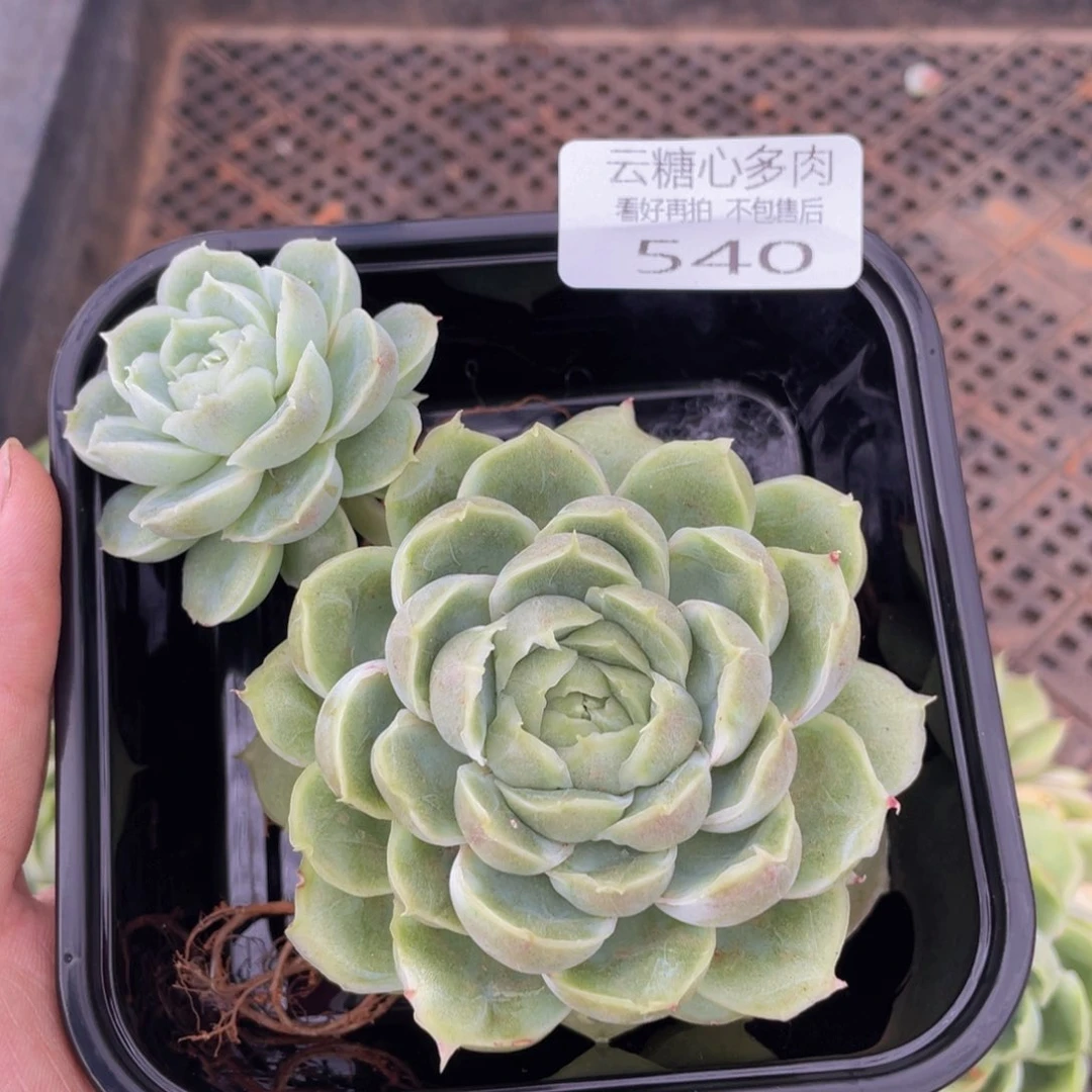 欣云糖心多肉植物540