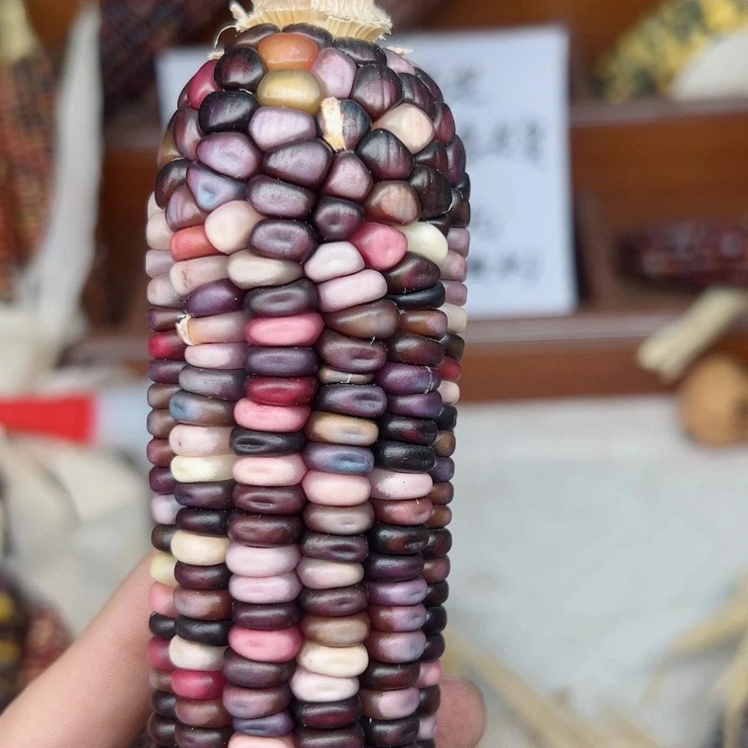 七***时文玩玉米毛料精品