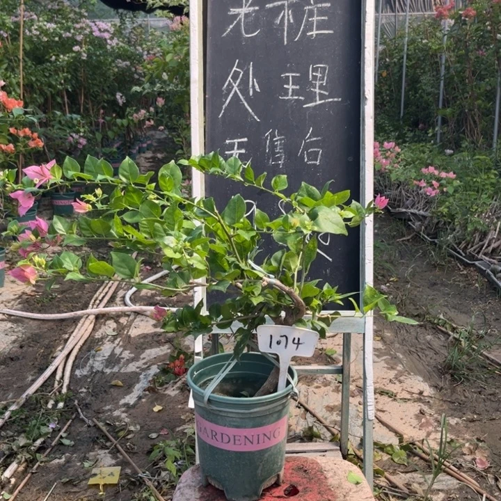 无花朵三角梅三角梅1074