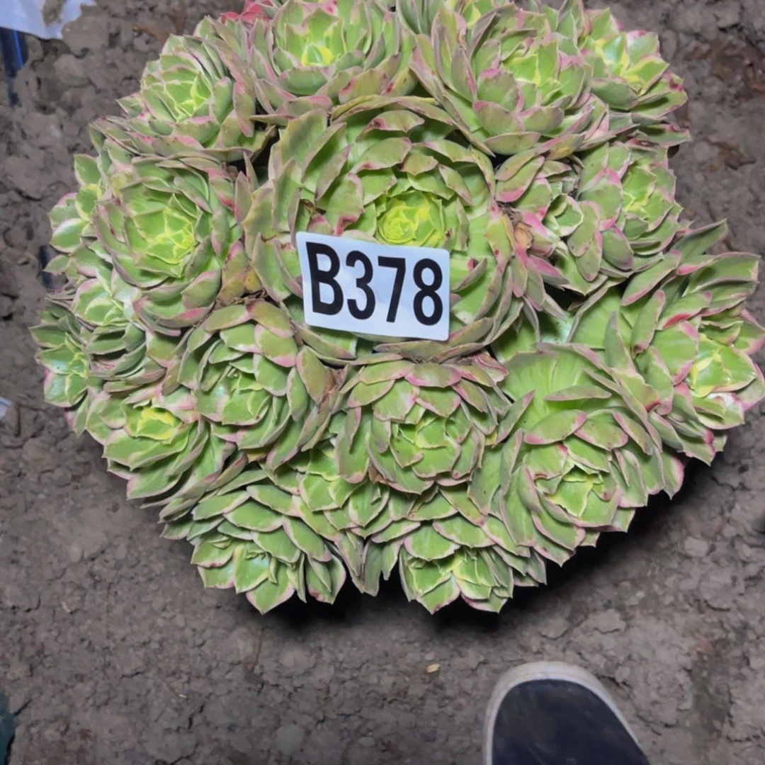 水蜜桃法师26/////16包邮