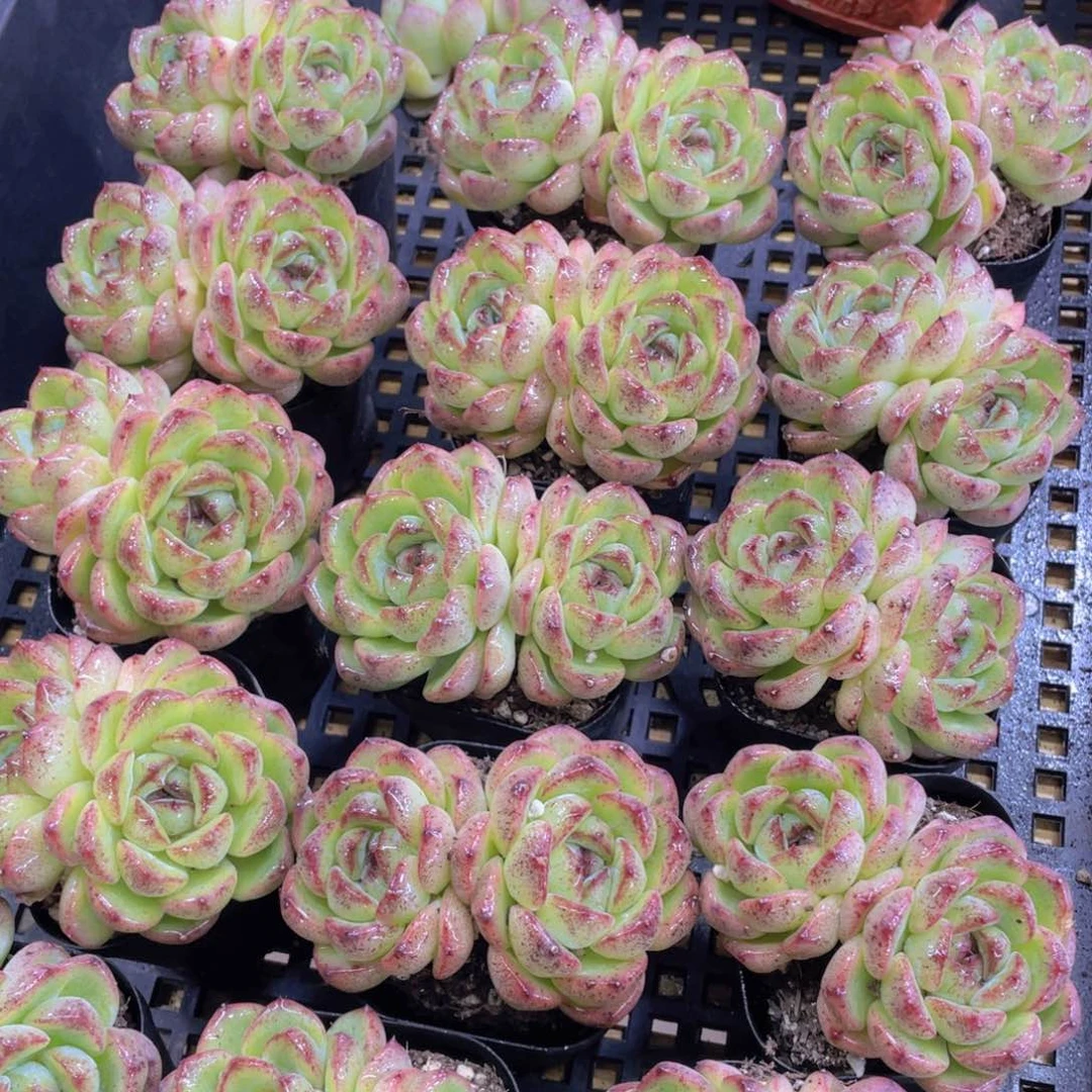 量拍2号 黄水晶飘枝双头一个