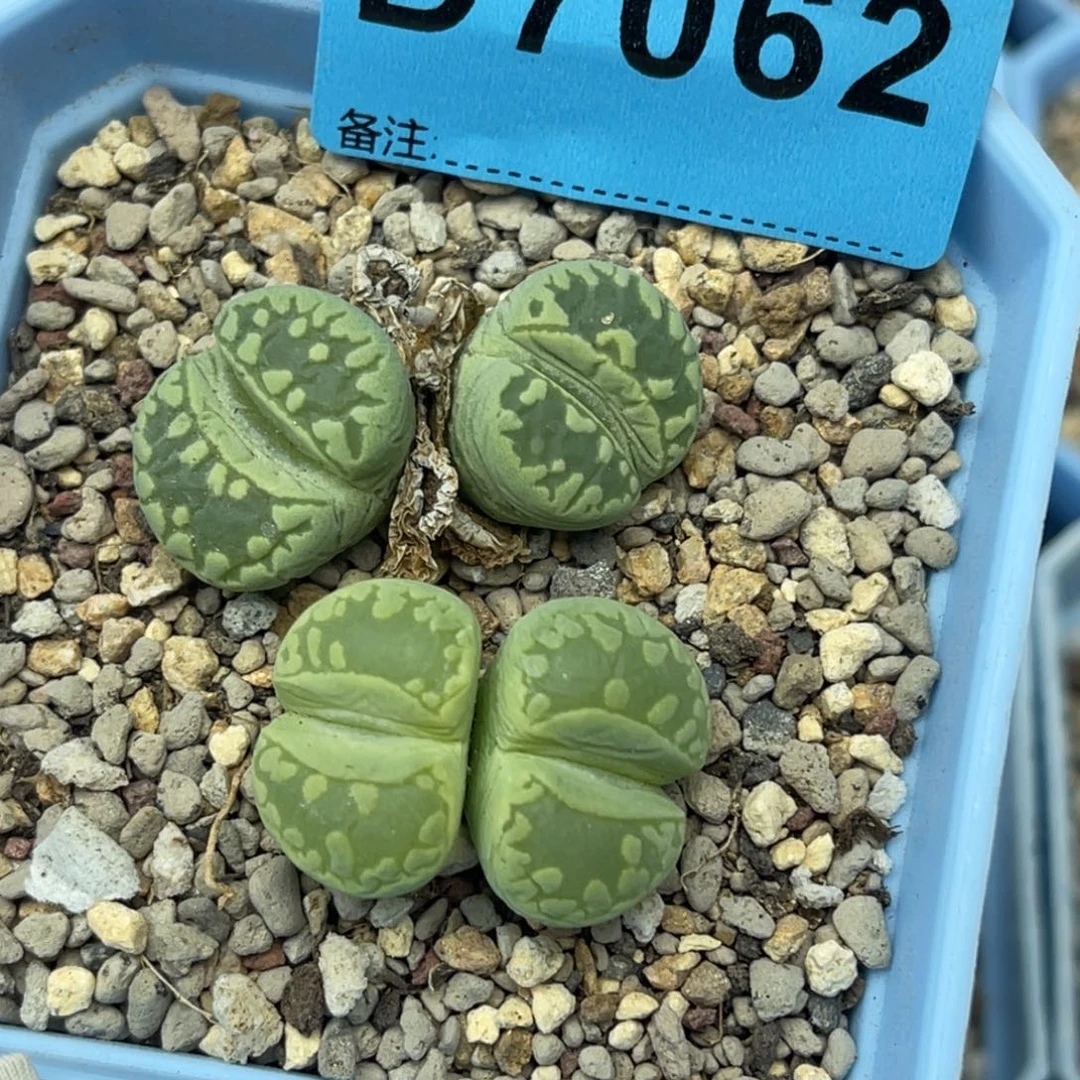 7062双头大牙两颗