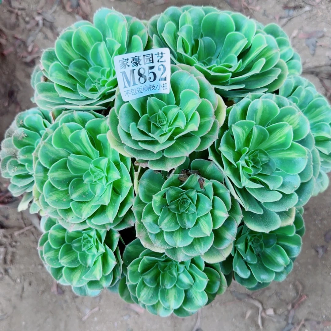 翡翠琉璃法师852冠幅26