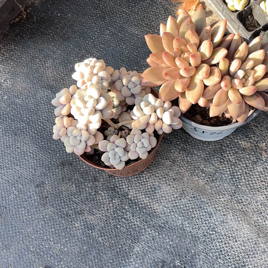 娟***艾伦加水晶球带盆发货