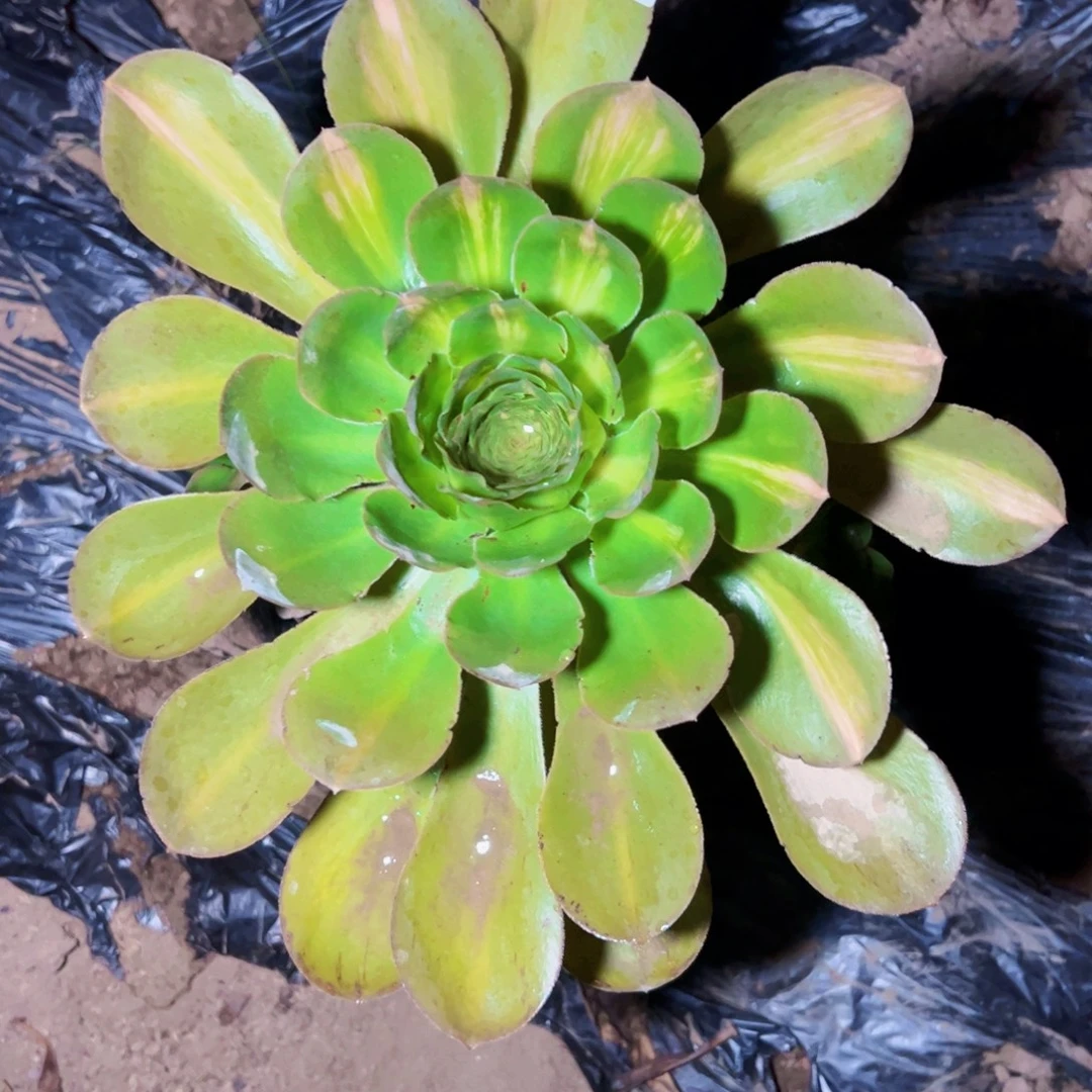 1761燕姿锦中斑多肉植物