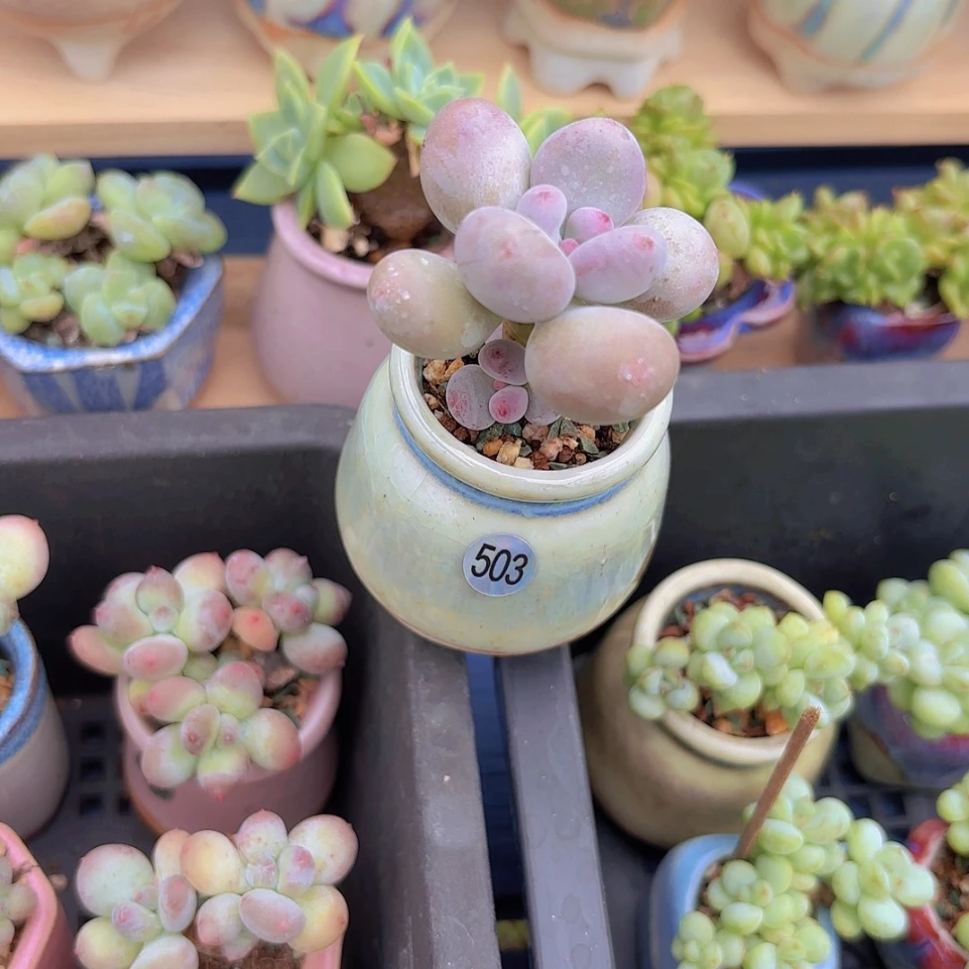 503彩虹奶一物一拍111