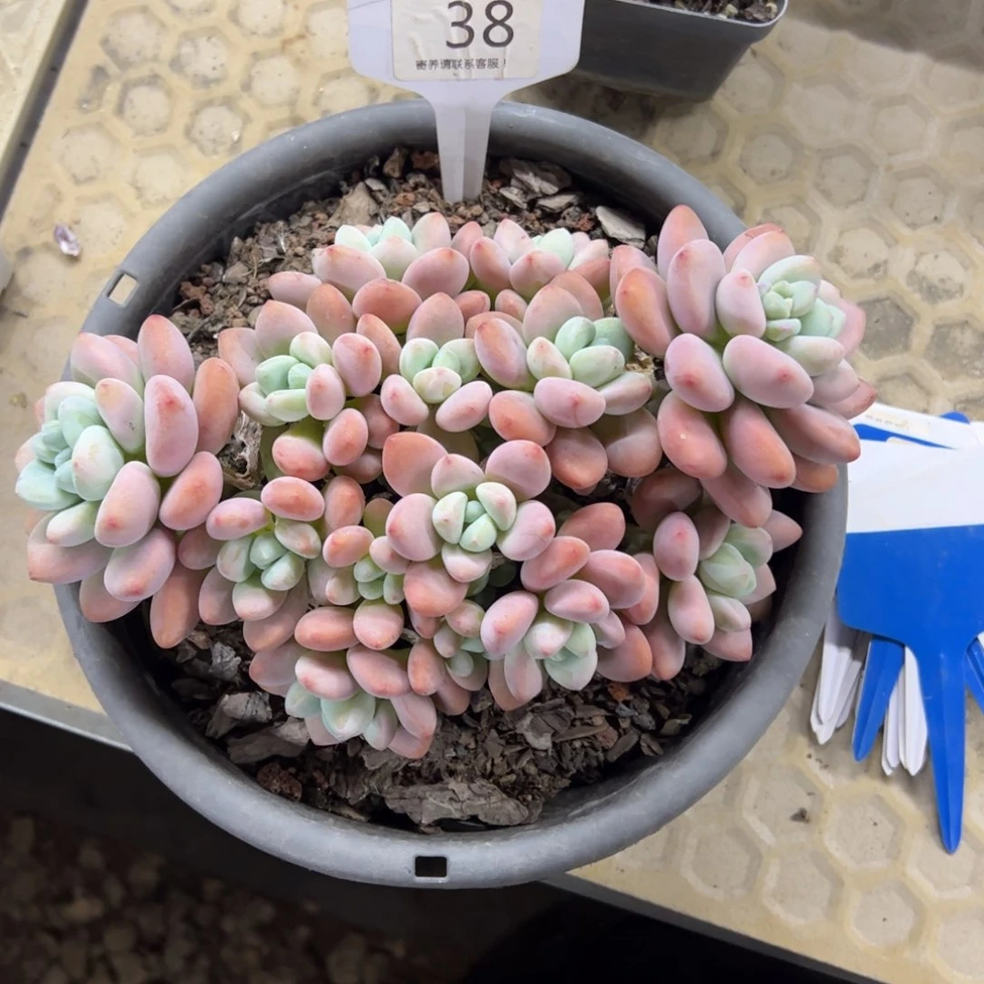 红陶A**微38号多肉植物