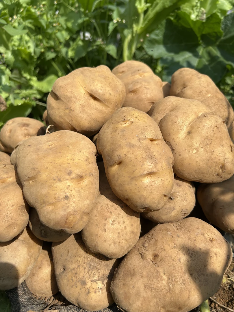 2025年贵州威宁新洋芋老品种老米拉洋芋包邮 又粉又糯土豆