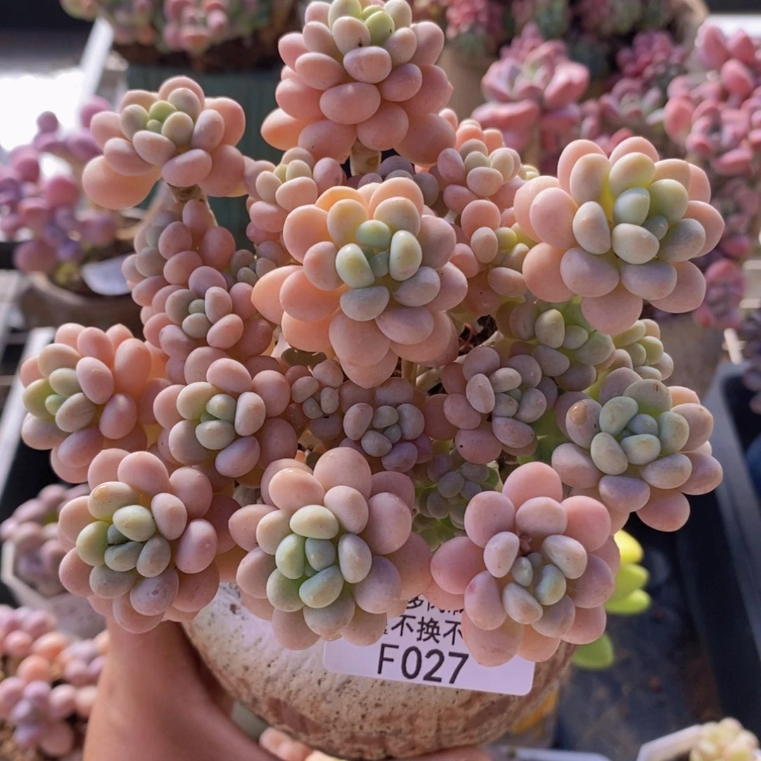 洛可可11cm027多肉植物