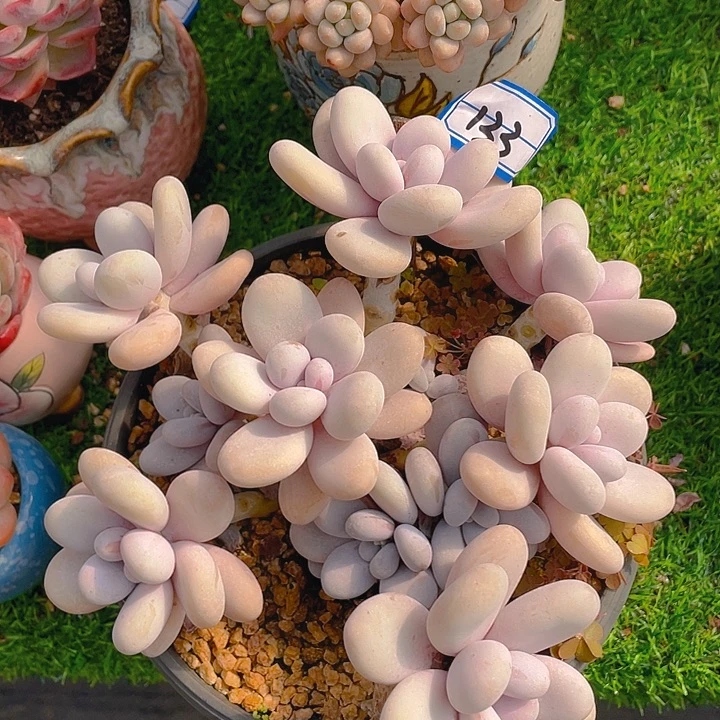 谢谢你的支持0000133奶酪