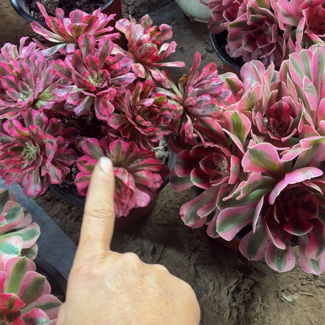 长叶片粉女巫+红铜白脱土发货