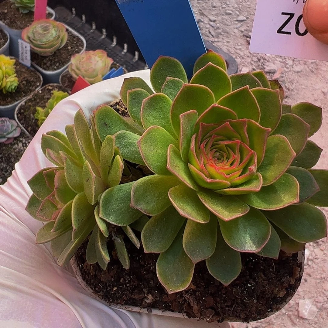 朱006 优育级 品X晶砖X毛绒群。多肉