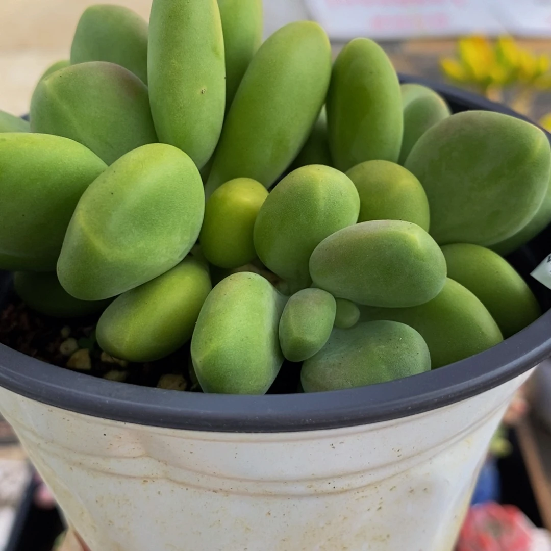 949芒果奶9cm多肉