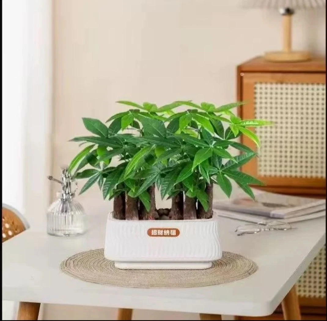 精品6杆发财树室内好养的发财树盆栽四季常青适合客厅办公室摆放