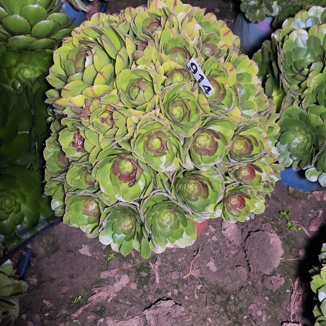 万圣节拉丝14-5包邮法师