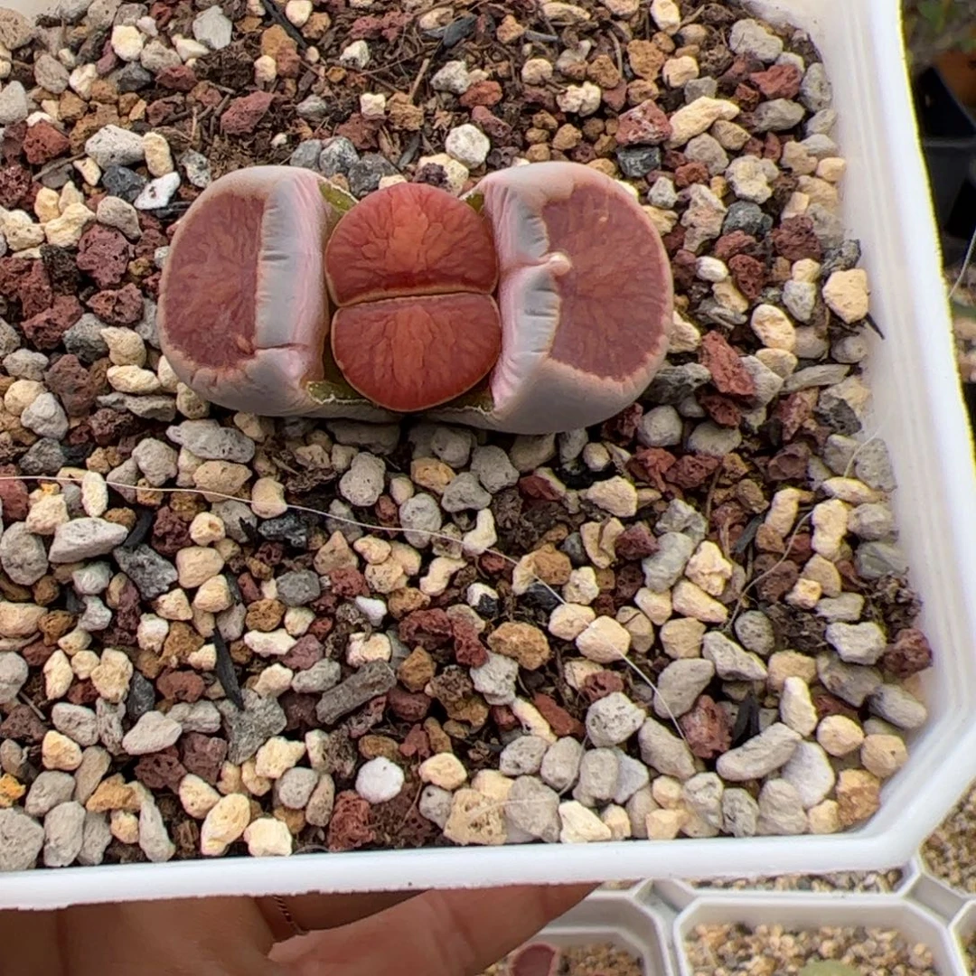 周***）红窗菊多肉植物多肉植物