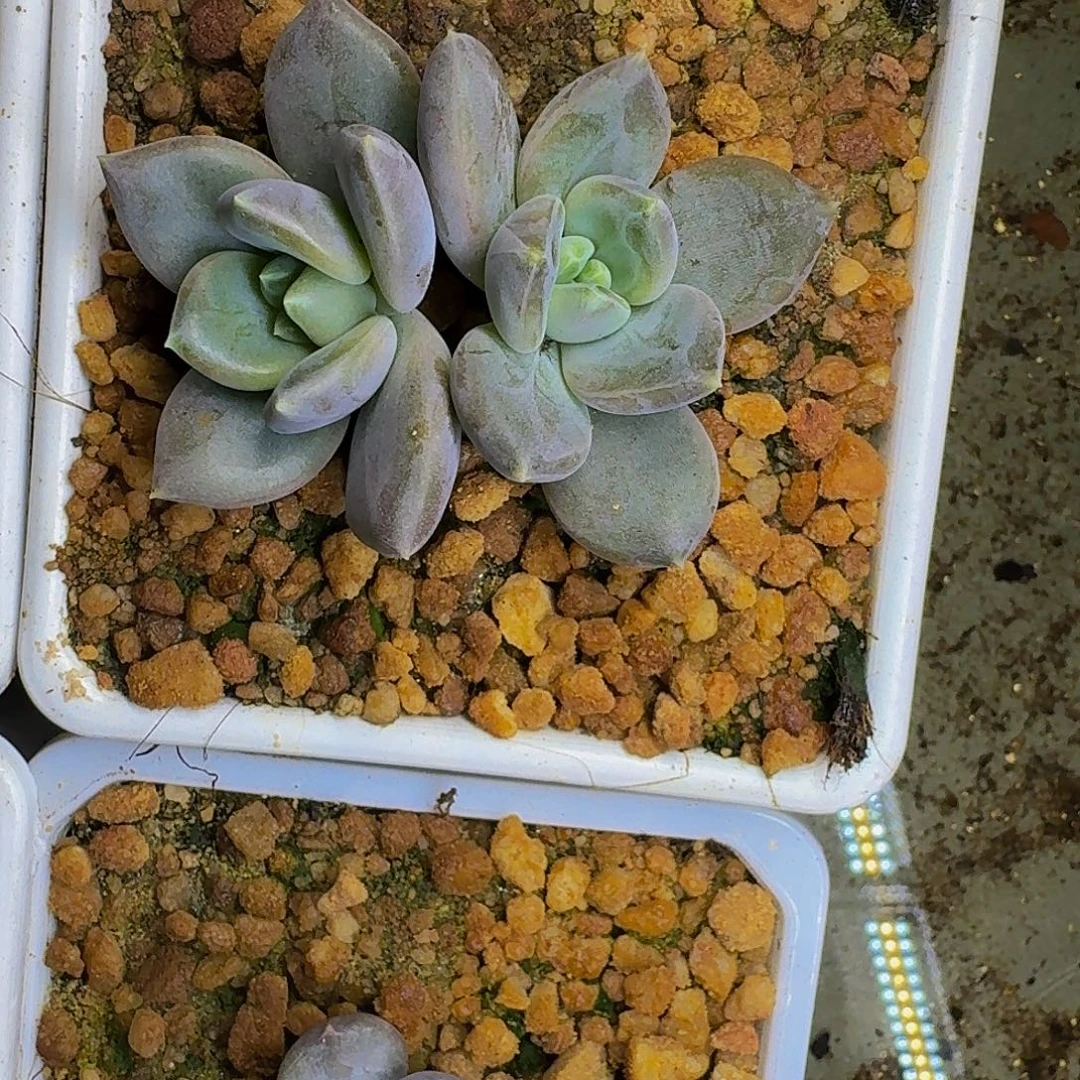 邀月仙子 一物一拍
