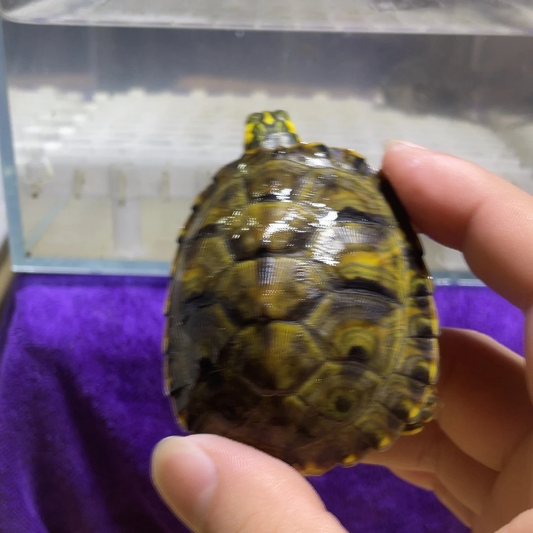 不分公母宠物龟黄耳