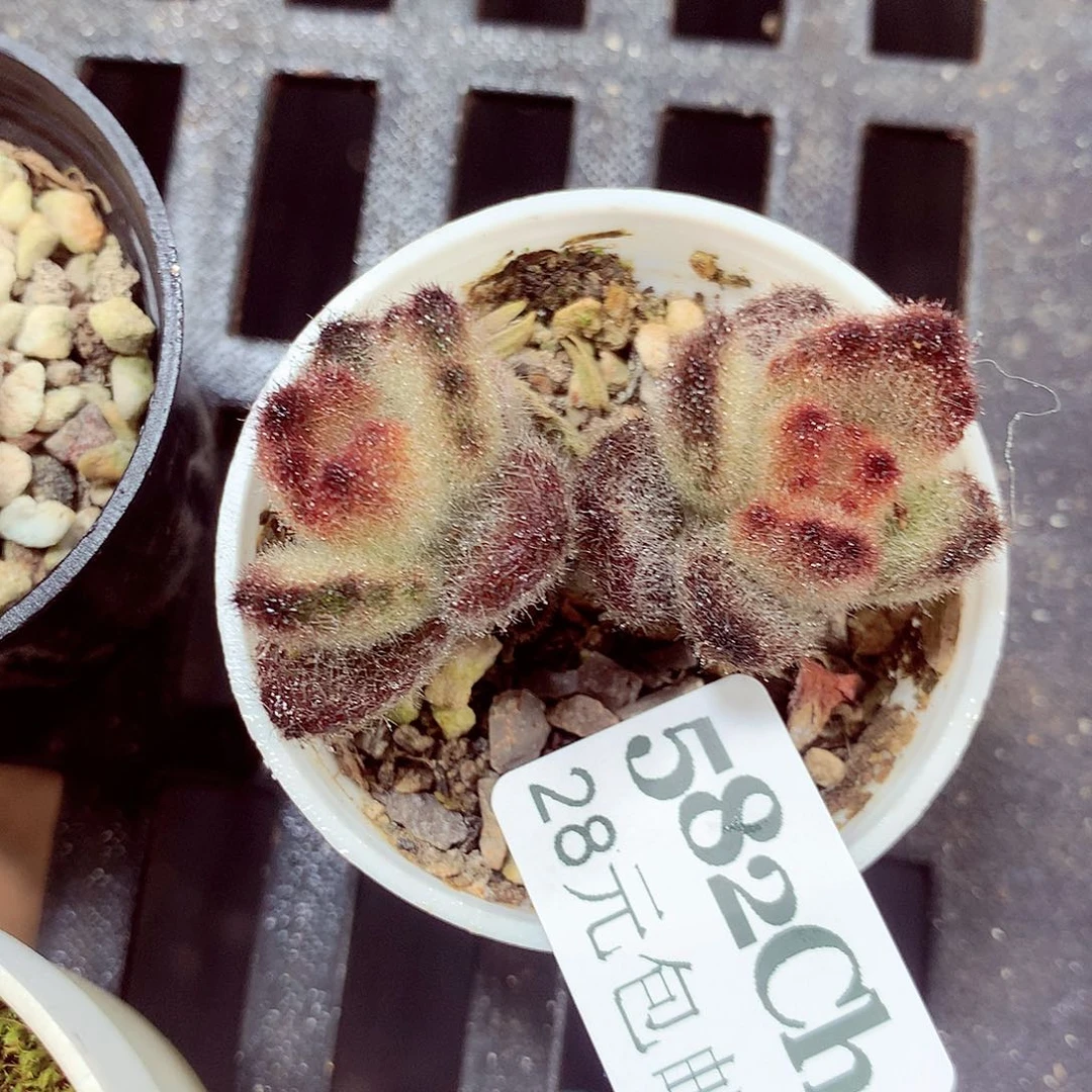 5厘米盆精控多肉582