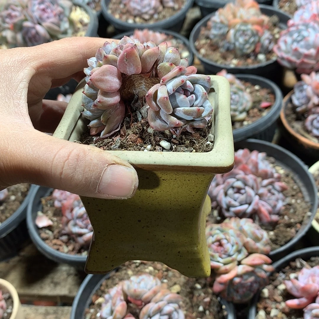 白菜哈哈哈哈哈哈哈哈哈