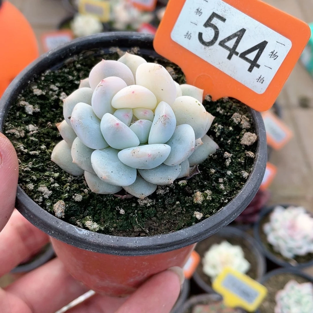 【闪购商品】544号