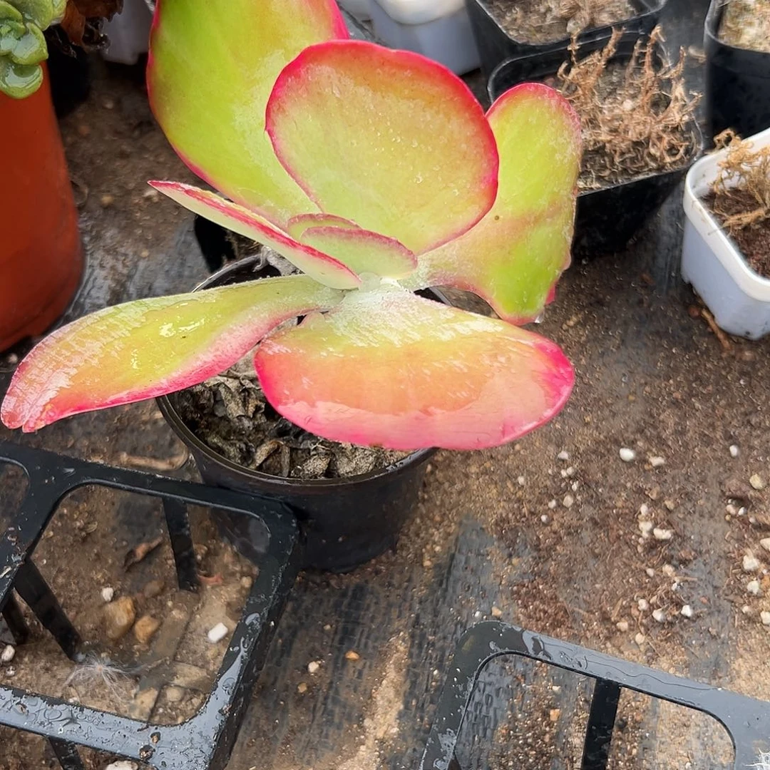 多肉植物唐寅锦单头