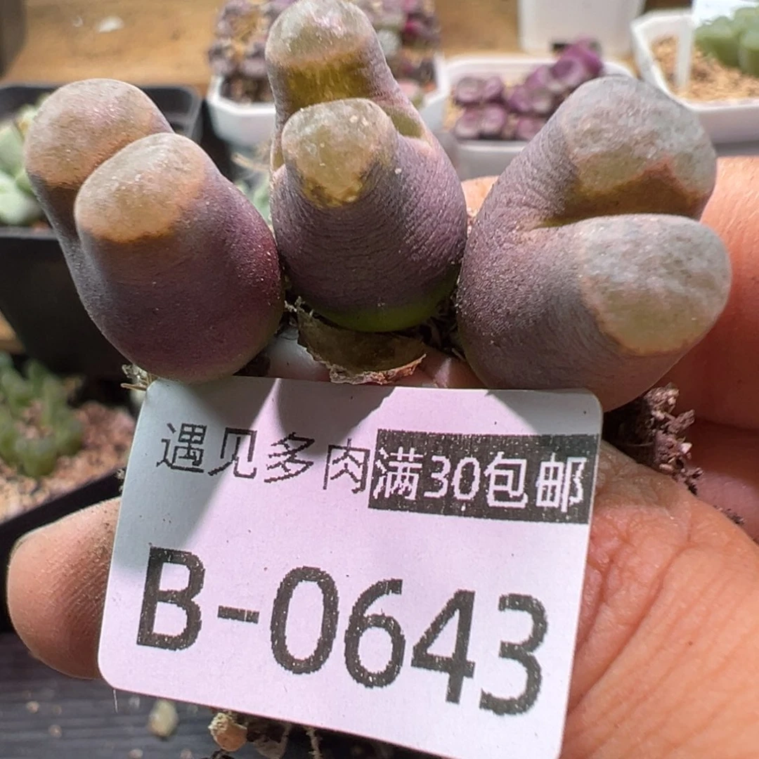 多肉植物1111111111111