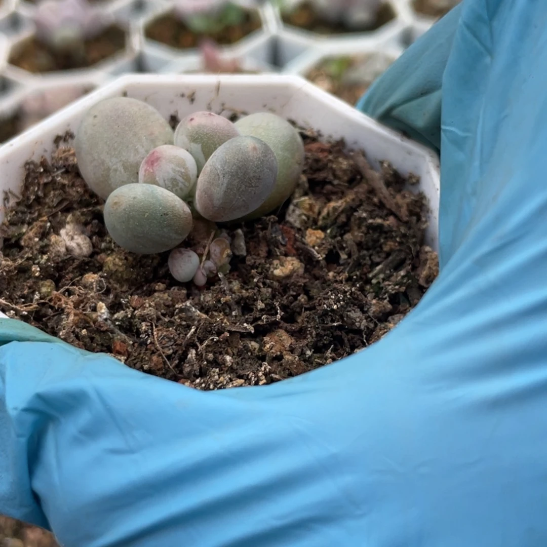 半***﹋多肉漂亮不退不换