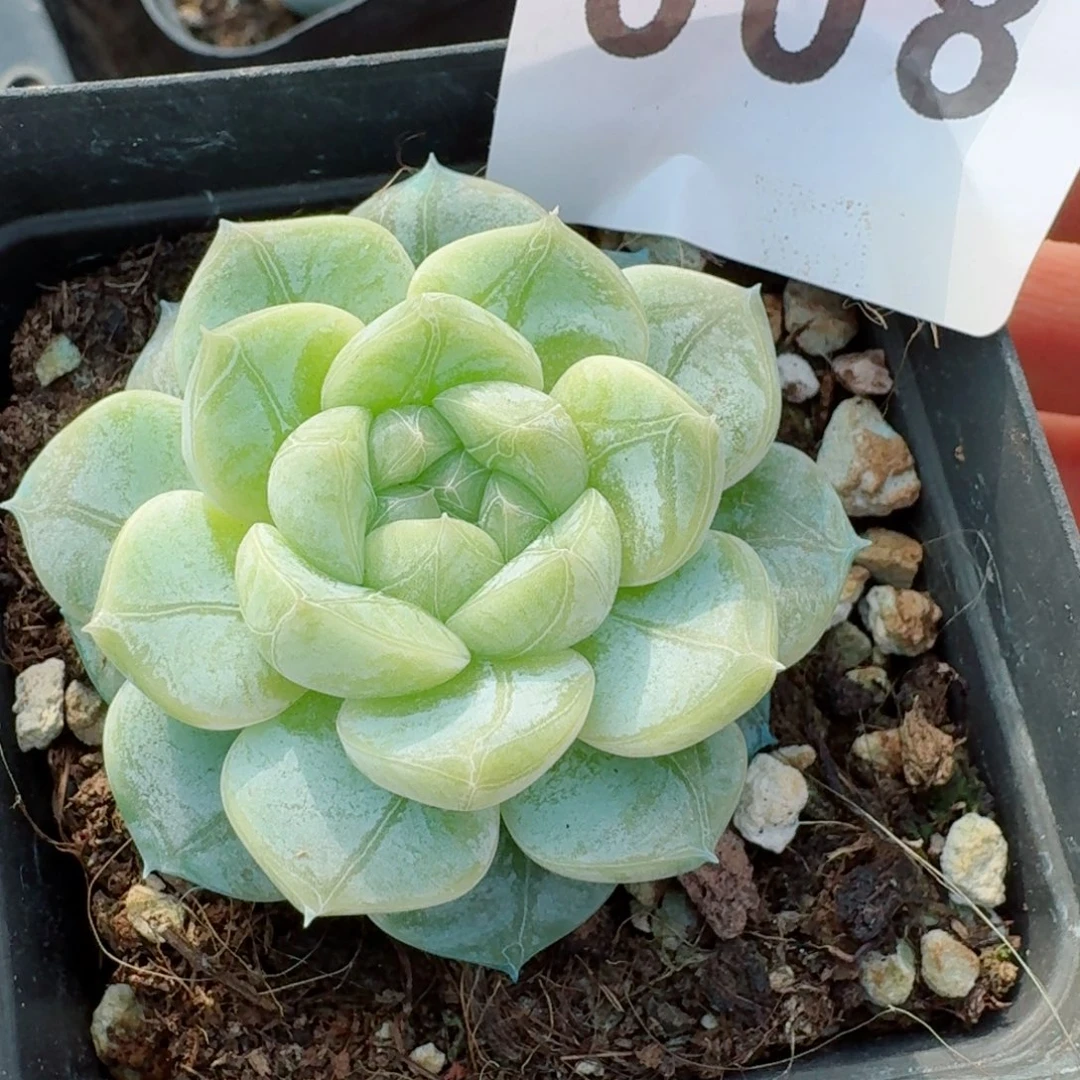 ?***羊暗纹宝宝       多肉植物