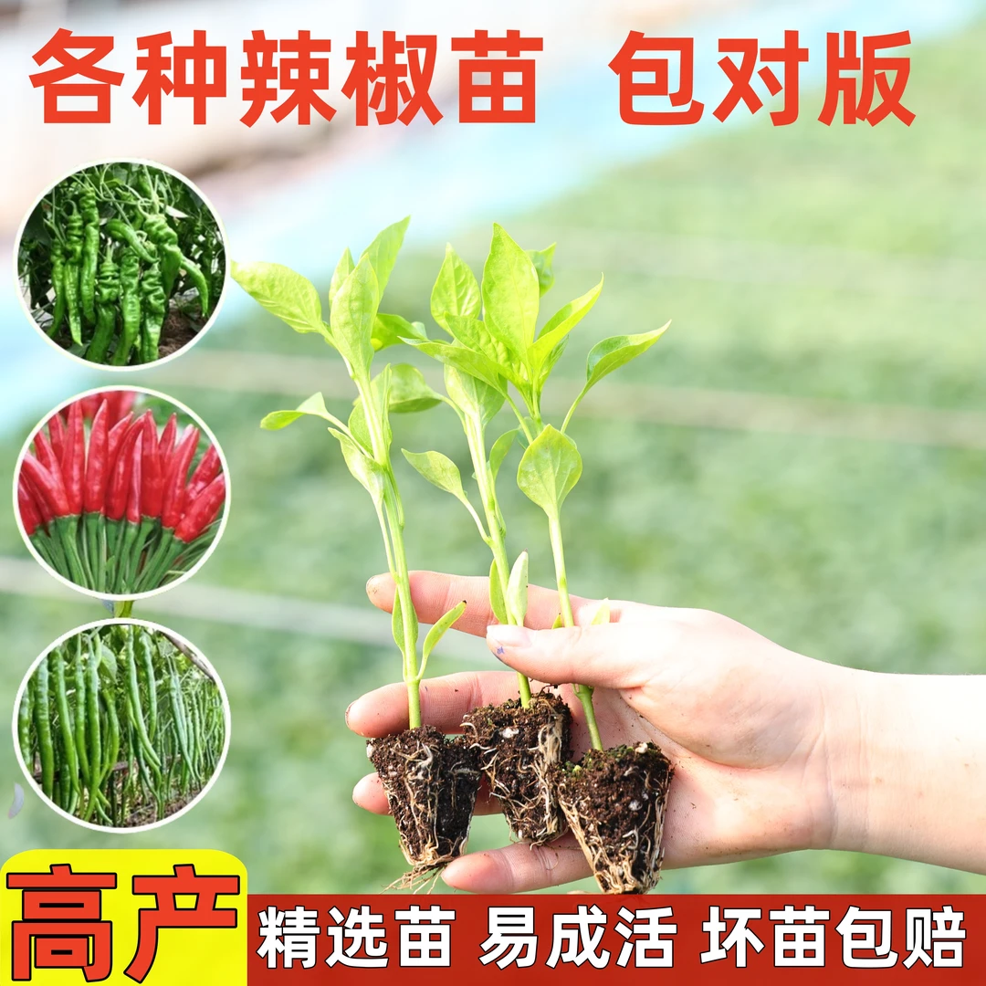 辣椒种子苗秧各种朝天椒菜苗小米椒小米辣四季蔬菜种籽孑秧苗大全