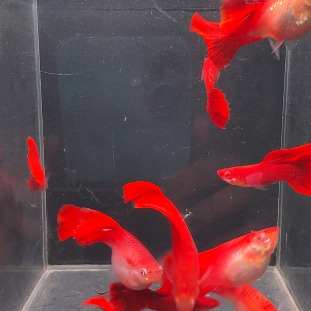 孔雀鱼大背血红5对