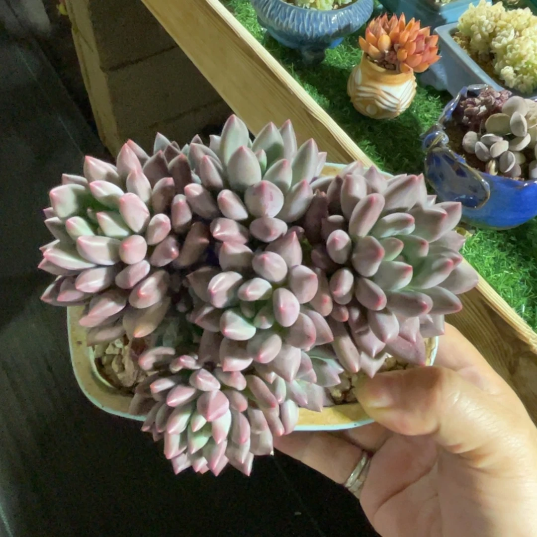 美人系 一物一拍不支持退换