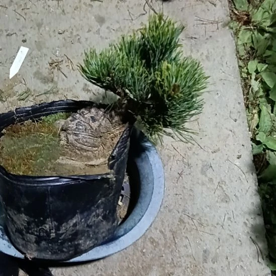 贵品大板松宫岛盆景微型