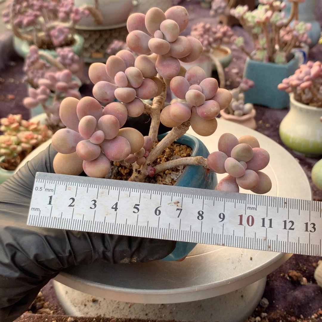 20号带盆偏远地区不包邮的