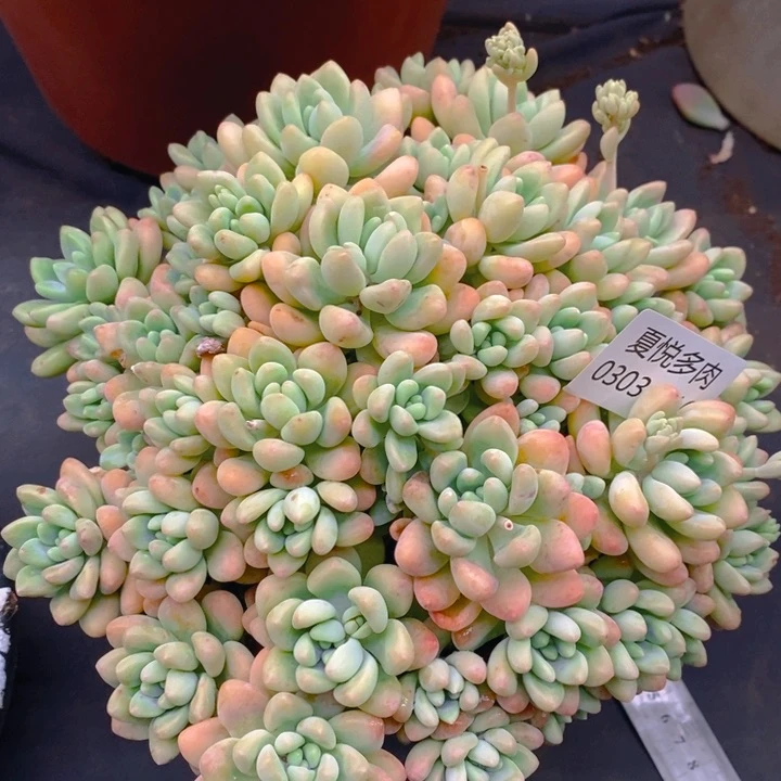 夏悦多肉 0303-116奶酪蛋糕