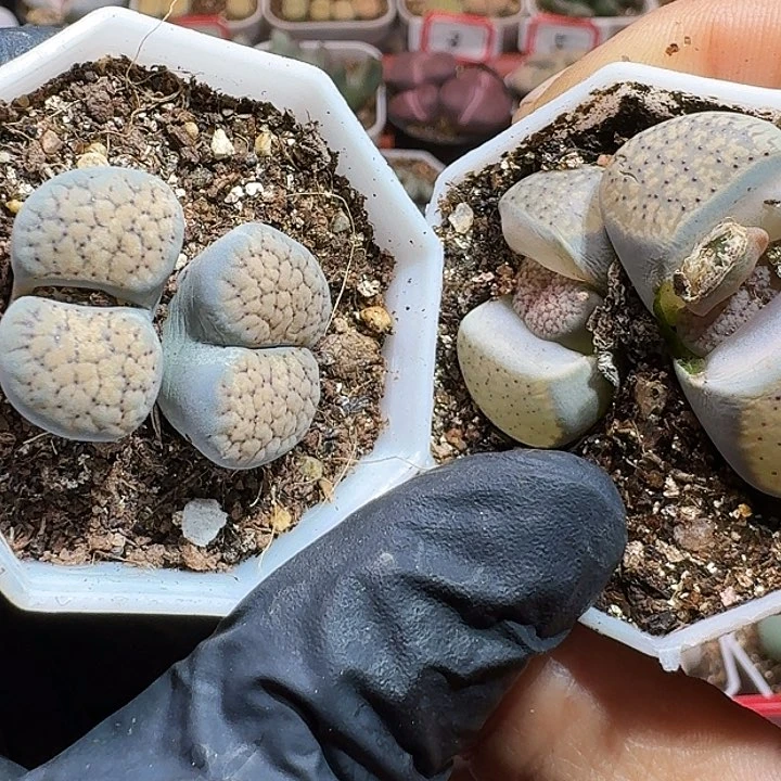 哎****?生石花1111111。    252