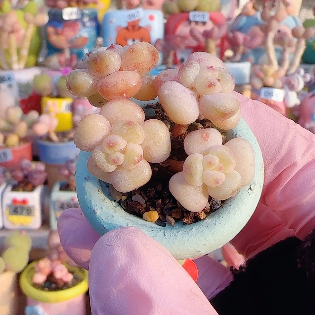 L阳光玫瑰 盆口2.5cm