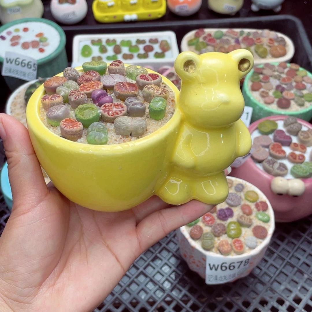 w6679 带盆土发货一物一拍