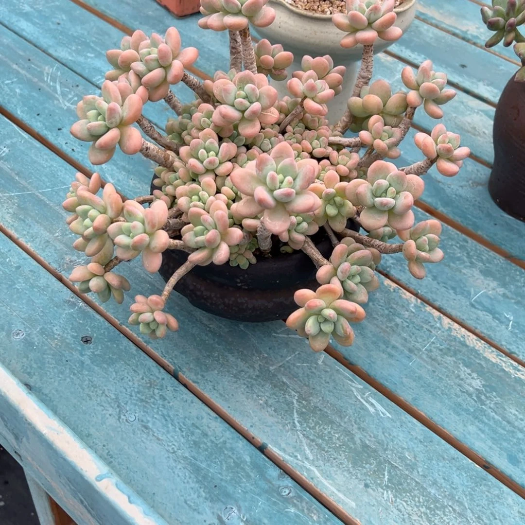 灵*菱洛神多肉植物脱土