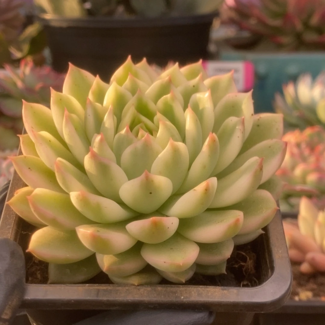 742长岛冰茶锦锦锦锦锦锦