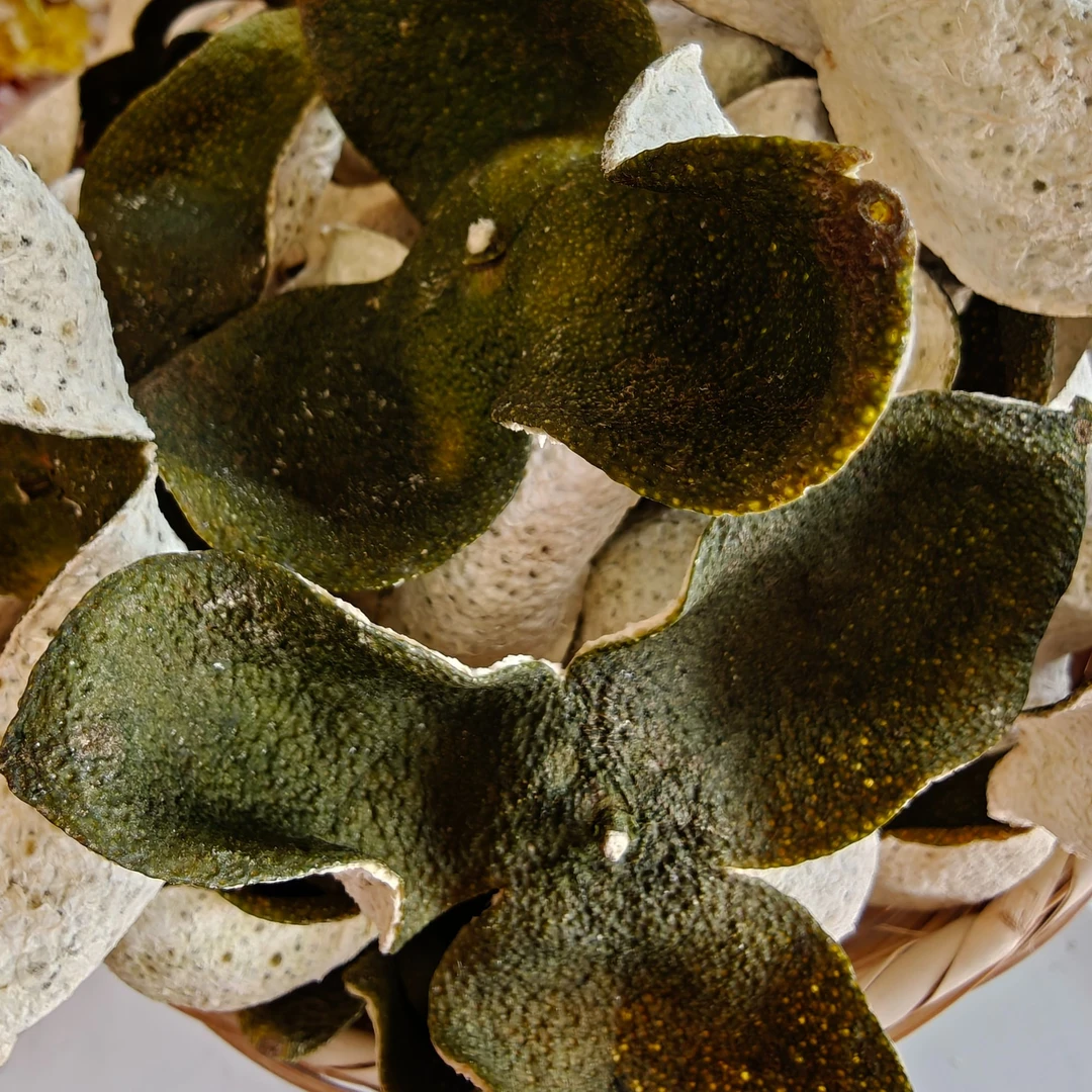 2024 天马老树圈枝 大青皮【天马七村 诗邑侨都果园】