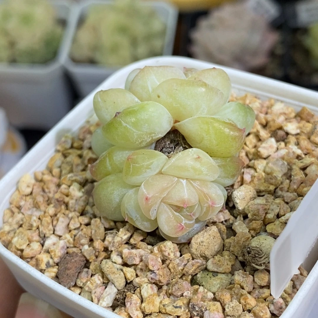 24东篱下多肉植物盆栽