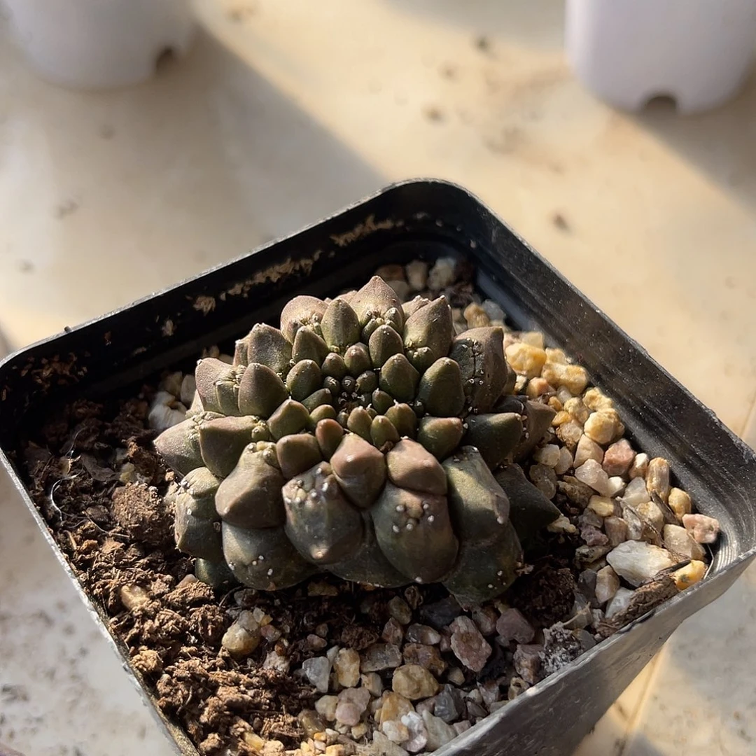 仙人球缀化一物一拍