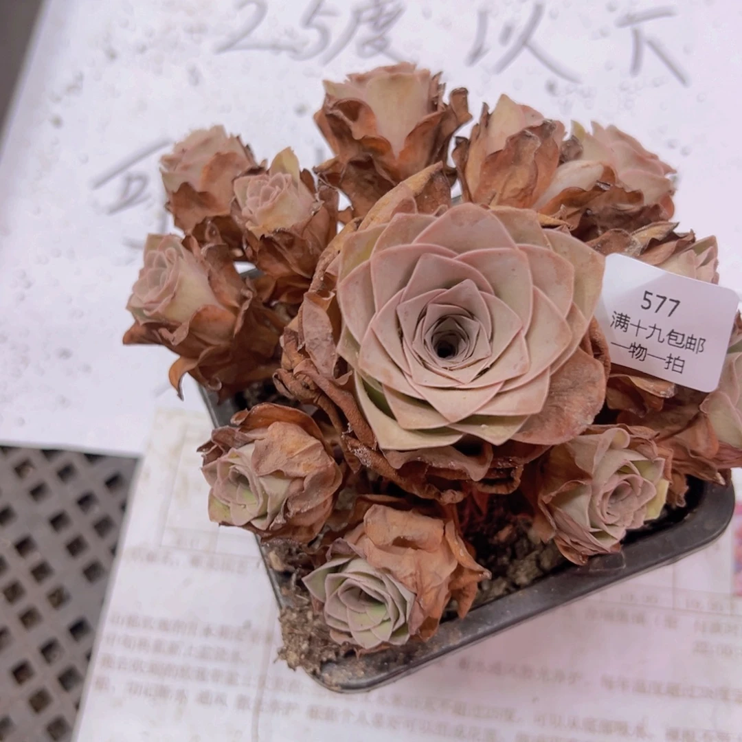 577 侧牙掉了不包损无售后
